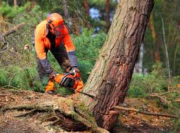 How Our Tree Care Process Works  in  South Miami Heights, FL